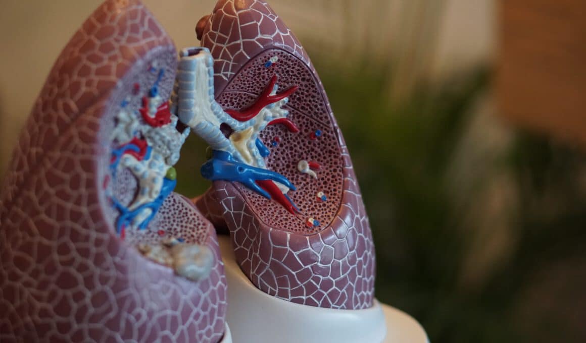 Lunge: Aufbau, Funktion und gesunde Erhaltung