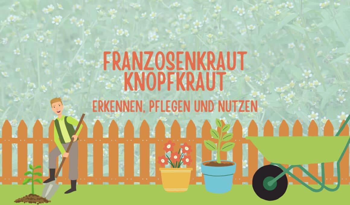 Das Franzosenkraut / Knopfkraut: Erkennen, Pflegen und Nutzen