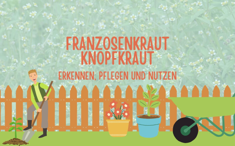 Das Franzosenkraut / Knopfkraut: Erkennen, Pflegen und Nutzen