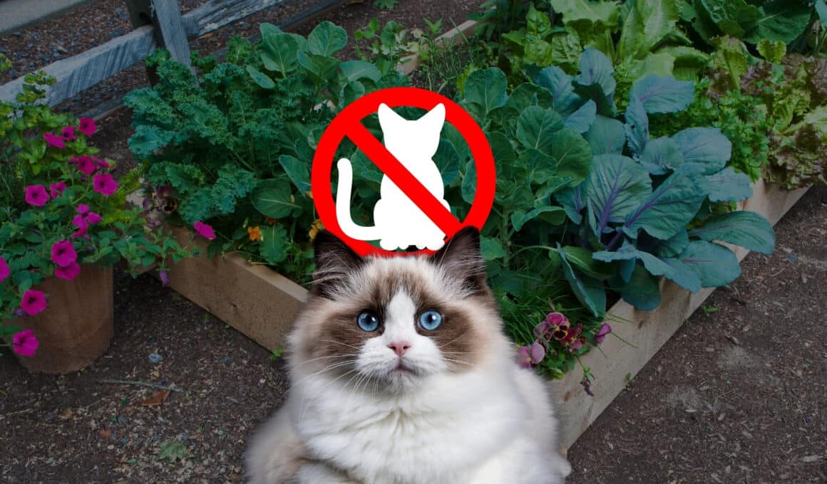 Katzensichere Gartenbeete – eine Langhaarkatze sitzt vor einem Hochbeet mit Gemüse, darüber ein „Katzen verboten“-Symbol. Natürliche Methoden und tierfreundliche Tricks helfen, Katzen aus dem Garten fernzuhalten.