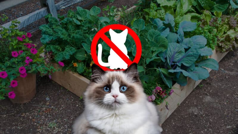 Katzensichere Gartenbeete – eine Langhaarkatze sitzt vor einem Hochbeet mit Gemüse, darüber ein „Katzen verboten“-Symbol. Natürliche Methoden und tierfreundliche Tricks helfen, Katzen aus dem Garten fernzuhalten.