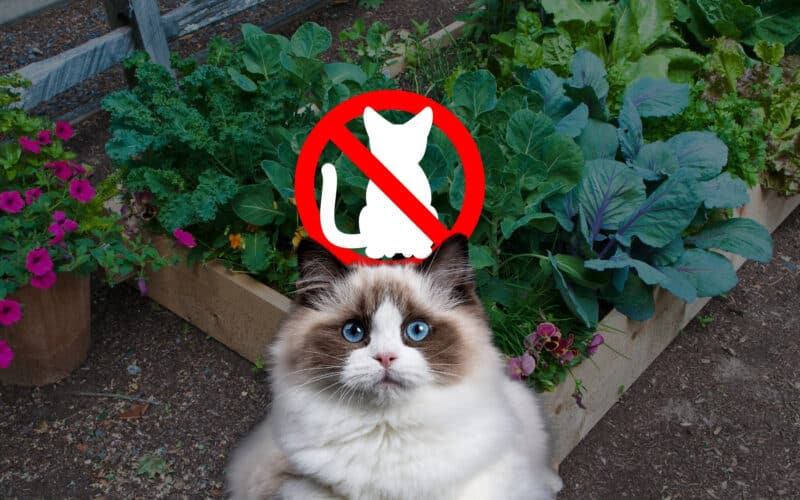 Katzensichere Gartenbeete – eine Langhaarkatze sitzt vor einem Hochbeet mit Gemüse, darüber ein „Katzen verboten“-Symbol. Natürliche Methoden und tierfreundliche Tricks helfen, Katzen aus dem Garten fernzuhalten.