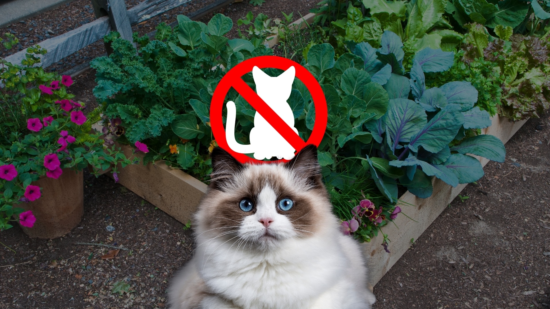 Katzensichere Gartenbeete – eine Langhaarkatze sitzt vor einem Hochbeet mit Gemüse, darüber ein „Katzen verboten“-Symbol. Natürliche Methoden und tierfreundliche Tricks helfen, Katzen aus dem Garten fernzuhalten.