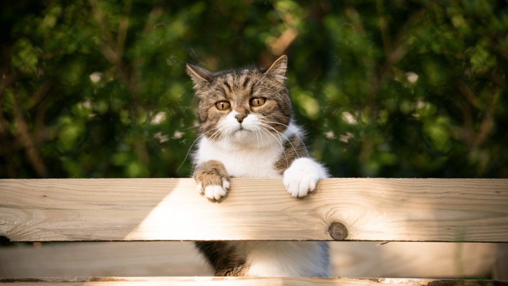 Flauschige Katze schaut neugierig über einen Holzzaun.