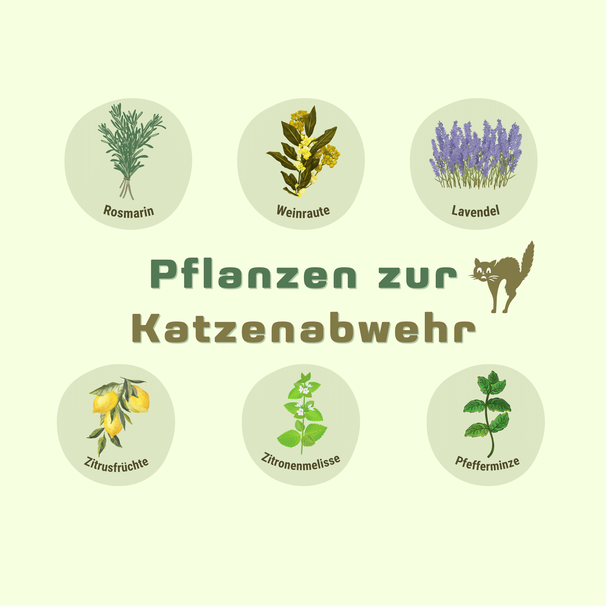 Infografik von Pflanzen, die als natürliche Katzenabwehrmittel dienen.