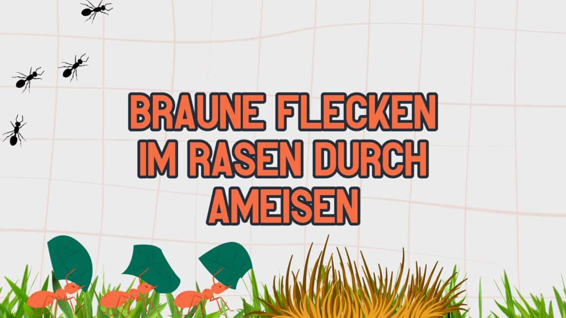 Braune Flecken im Rasen durch Ameisen