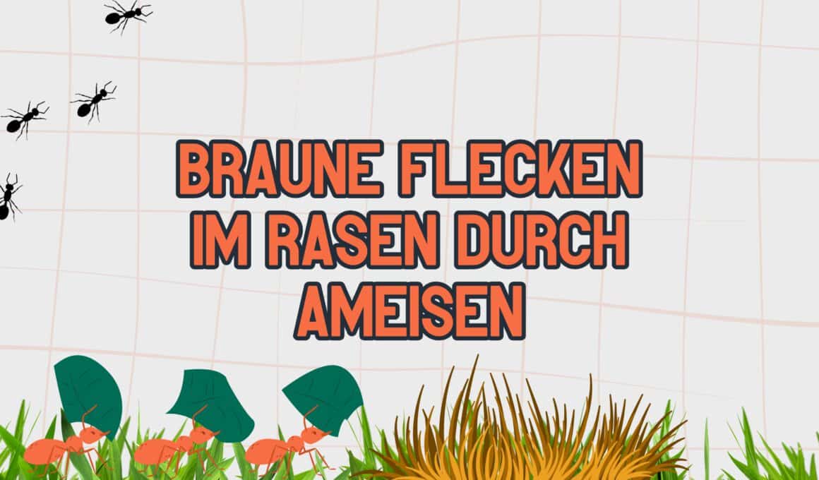 Braune Flecken im Rasen durch Ameisen