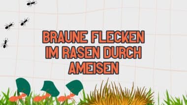 Braune Flecken im Rasen durch Ameisen