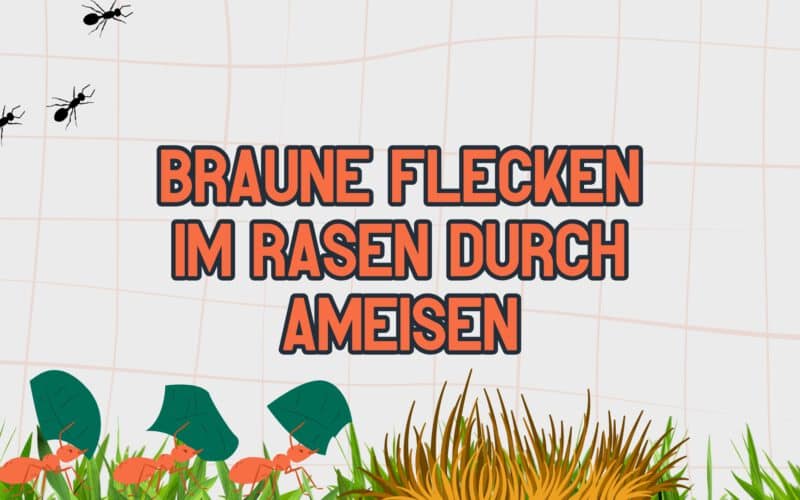 Braune Flecken im Rasen durch Ameisen