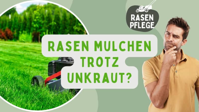 Rasen mulchen trotz Unkraut Beitragsbild