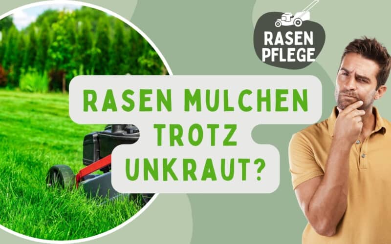 Rasen mulchen trotz Unkraut Beitragsbild