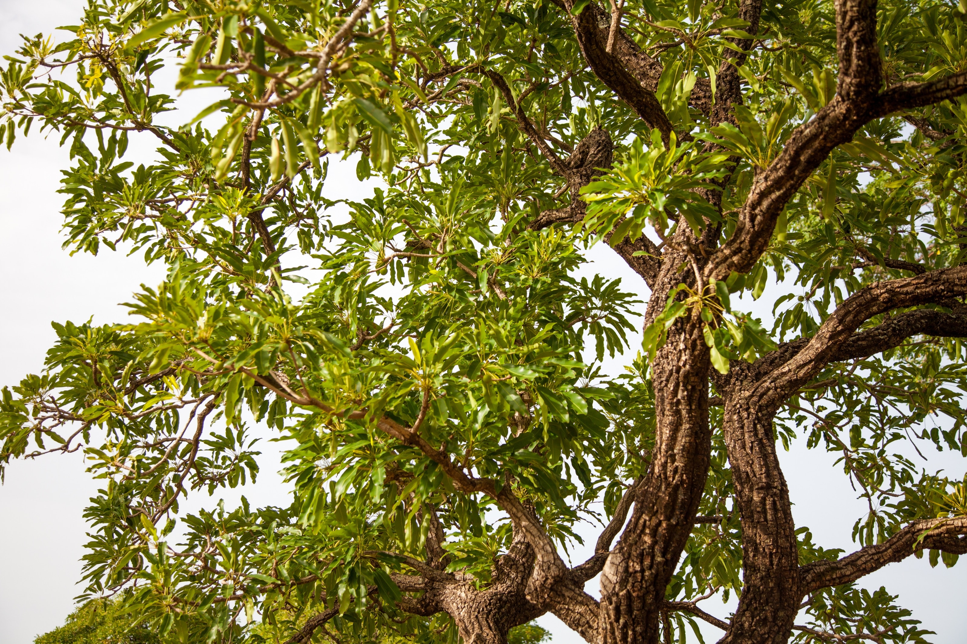 Nahaufnahme eines Sheabaums mit grünen Blättern, der in Afrika wächst und die Basis für die Herstellung von Sheabutter bildet.