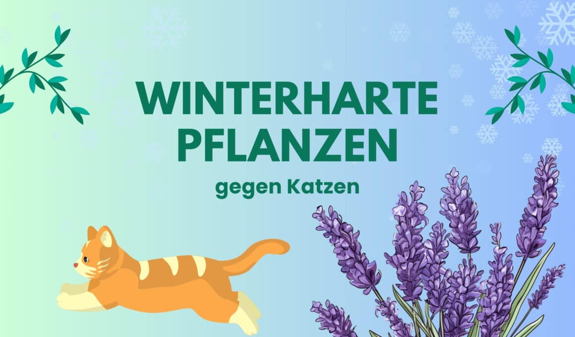 Winterharte Pflanzen gegen Katzen