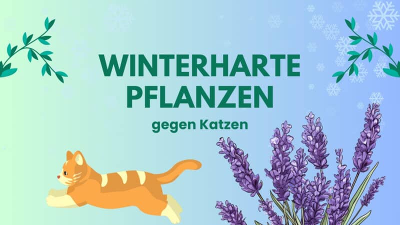 Winterharte Pflanzen gegen Katzen