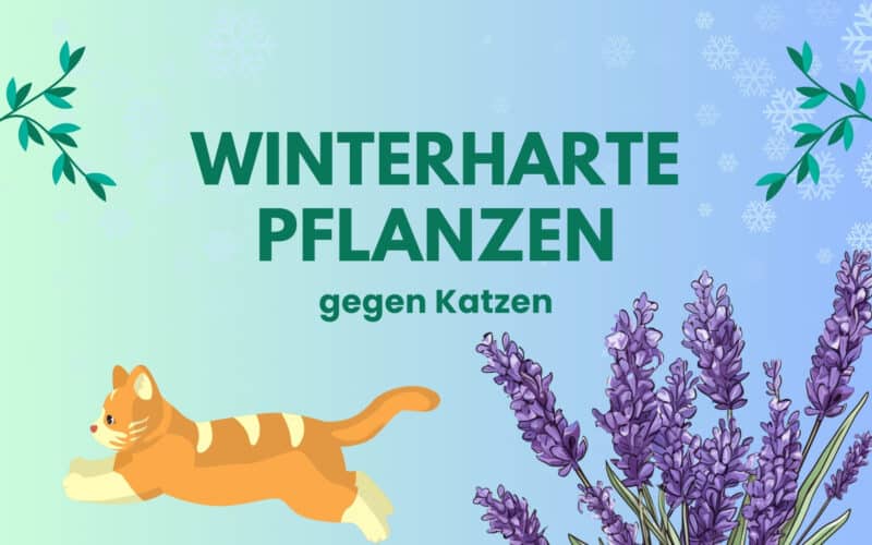 Winterharte Pflanzen gegen Katzen