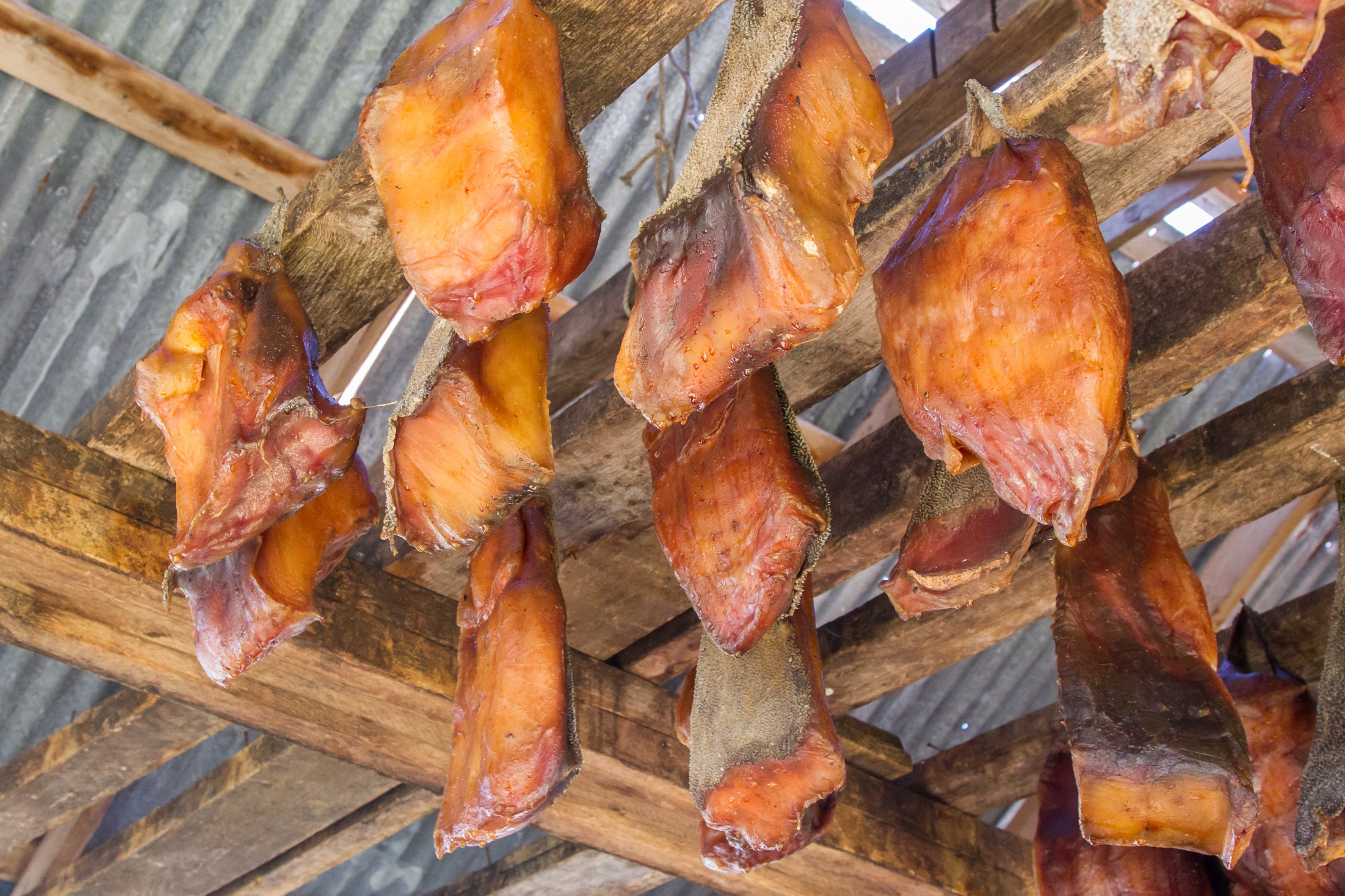 Traditionell fermentierter Fisch, aufgehängt zum Trocknen – eine skandinavische Delikatesse mit intensiven Aromen und langer Haltbarkeit.