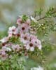 Blüten des neuseeländischen Manuka-Strauchs.