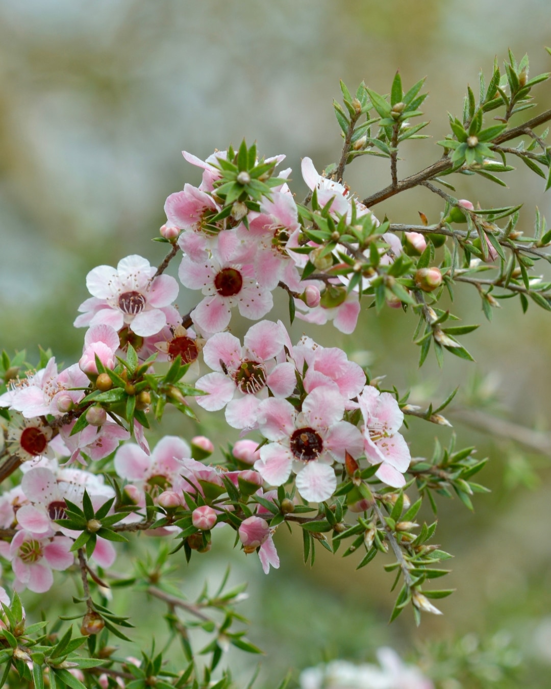 Blüten des neuseeländischen Manuka-Strauchs.