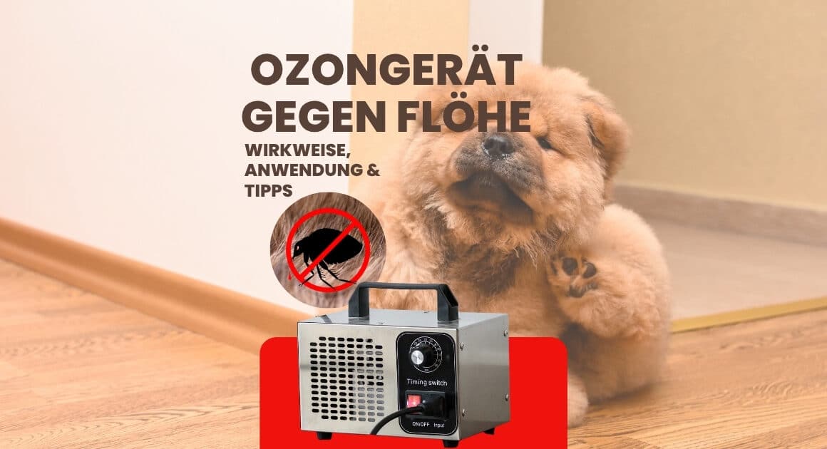 Ozongerät gegen Flöhe Beitragsbild.