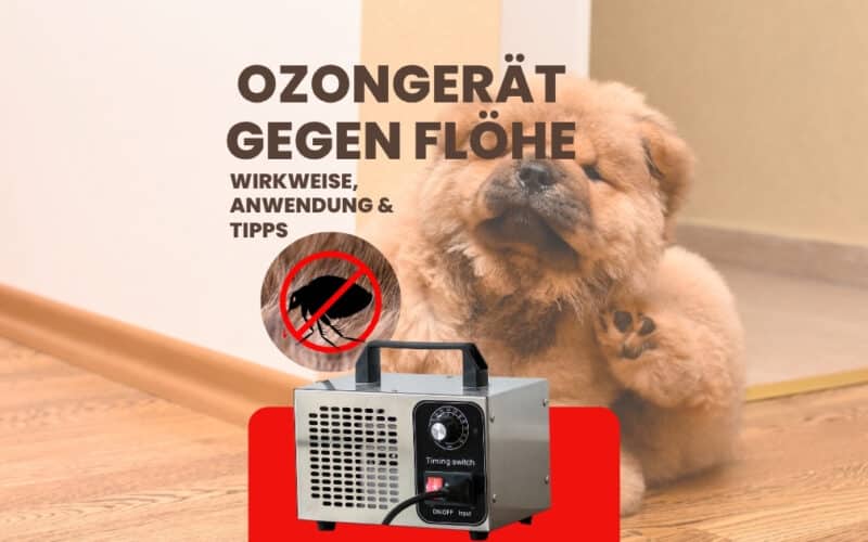Ozongerät gegen Flöhe Beitragsbild.