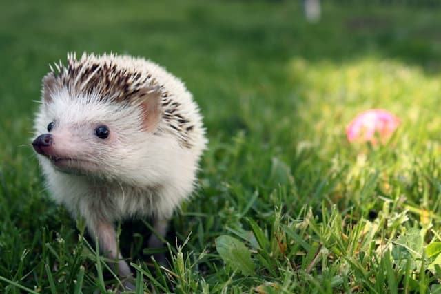 Igel im Garten vor kurzem gemähtem Rasen – wie sicher ist der beste Rasenmäher Roboter für kleine Flächen für Wildtiere?